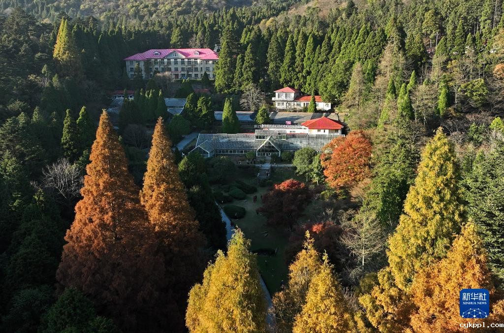 庐山“枫”景引游人