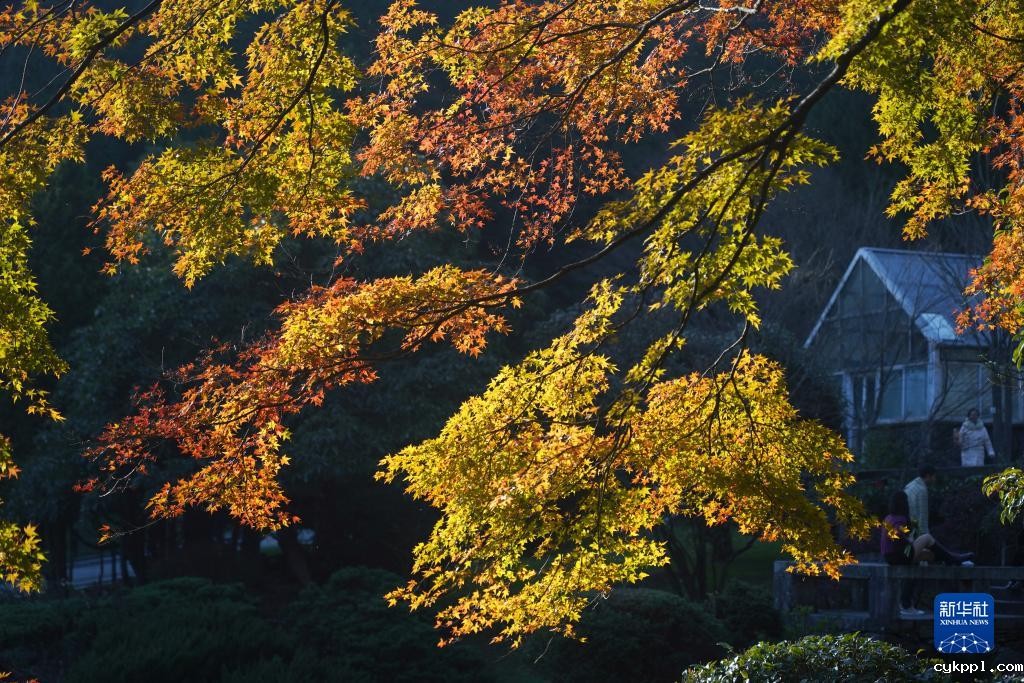 庐山“枫”景引游人