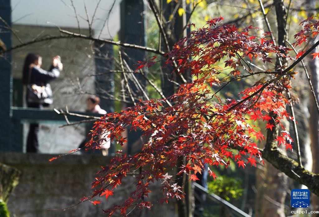 庐山“枫”景引游人