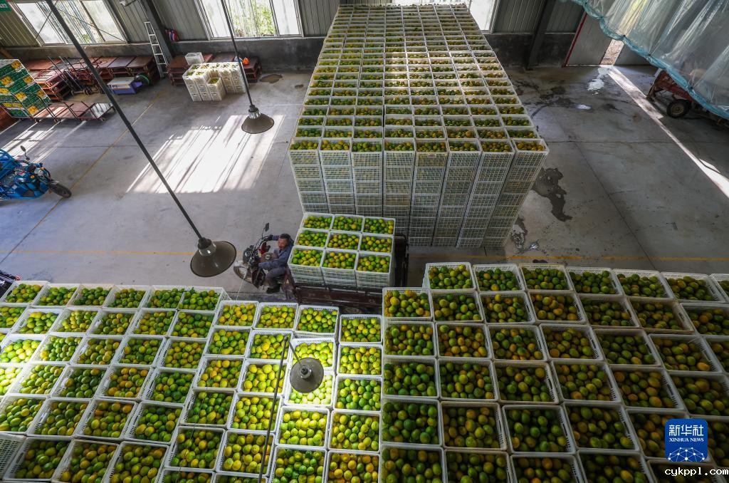 浙江庆元：小小黄金果 铺就共富路