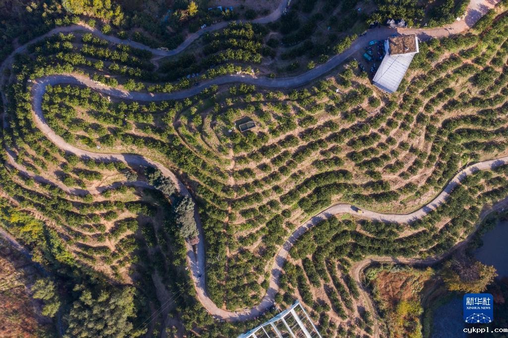 浙江庆元：小小黄金果 铺就共富路