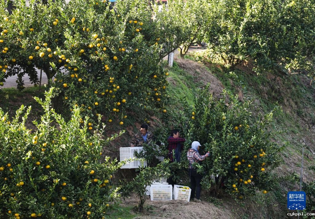 浙江庆元：小小黄金果 铺就共富路