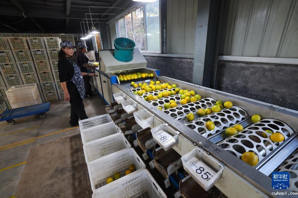 浙江庆元：小小黄金果 铺就共富路