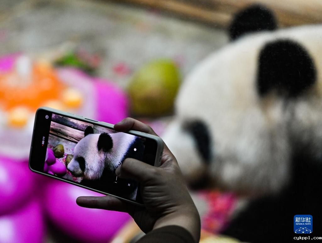 海口：庆祝“熊猫兄弟”登岛五周年