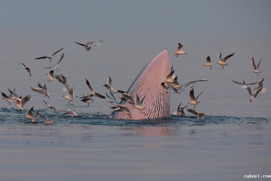 与布氏鲸的美丽邂逅