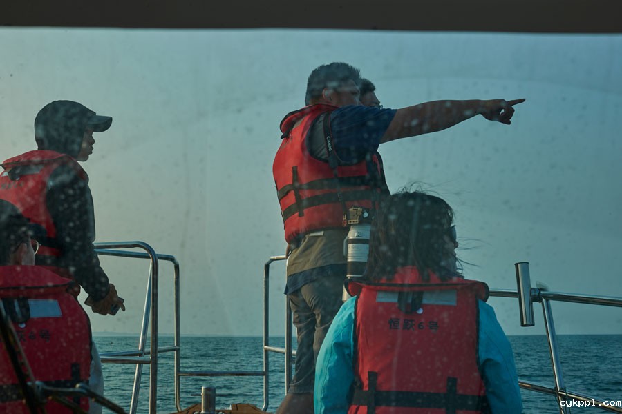 与布氏鲸的美丽邂逅