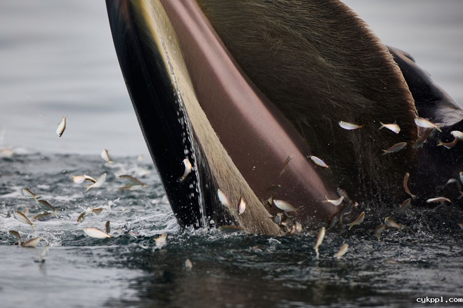 与布氏鲸的美丽邂逅
