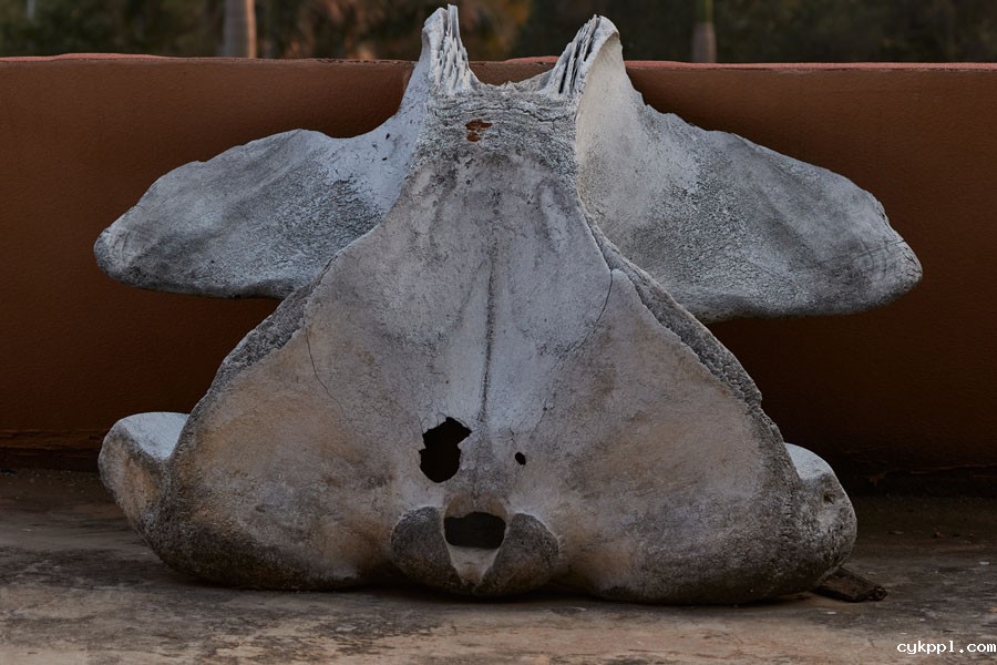 与布氏鲸的美丽邂逅