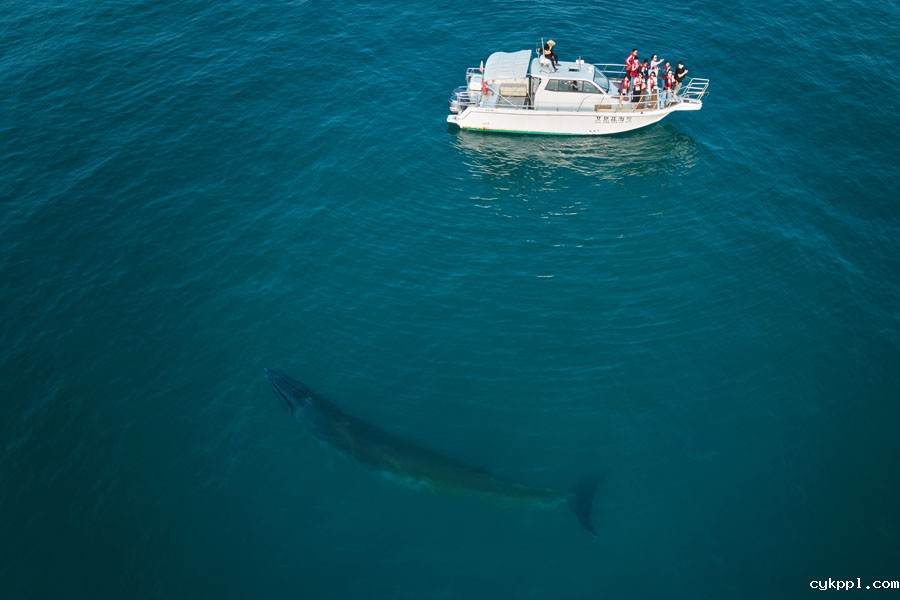 与布氏鲸的美丽邂逅