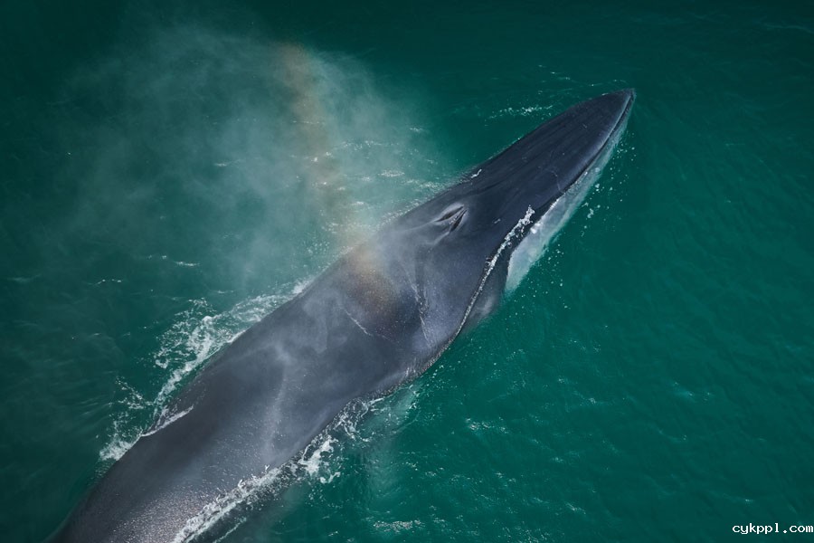 与布氏鲸的美丽邂逅