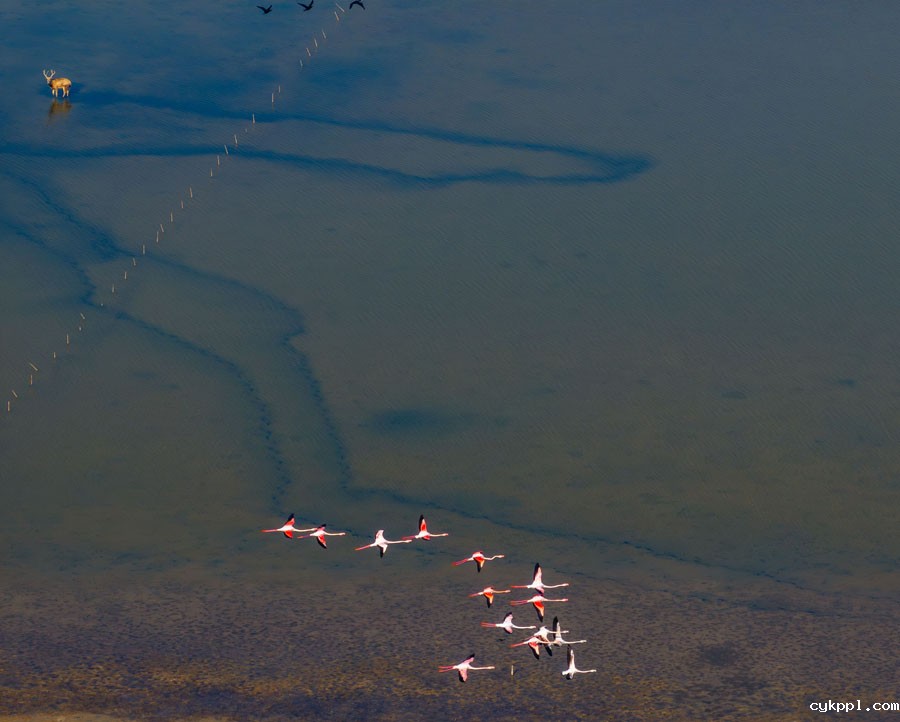 罕见!江苏火烈鸟与麋鹿同框 罕见!江苏火烈鸟与麋鹿同框