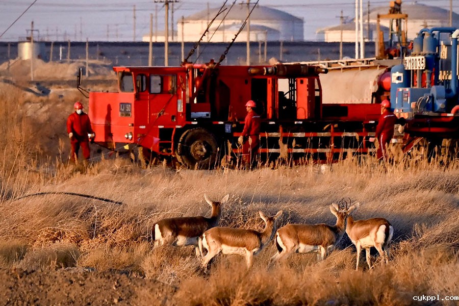 鹅喉羚“安居”新疆油田