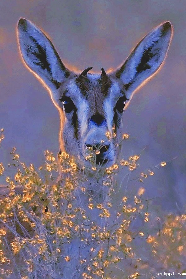 鹅喉羚“安居”新疆油田