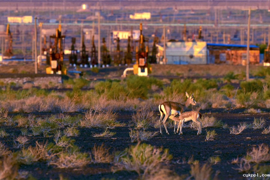 鹅喉羚“安居”新疆油田