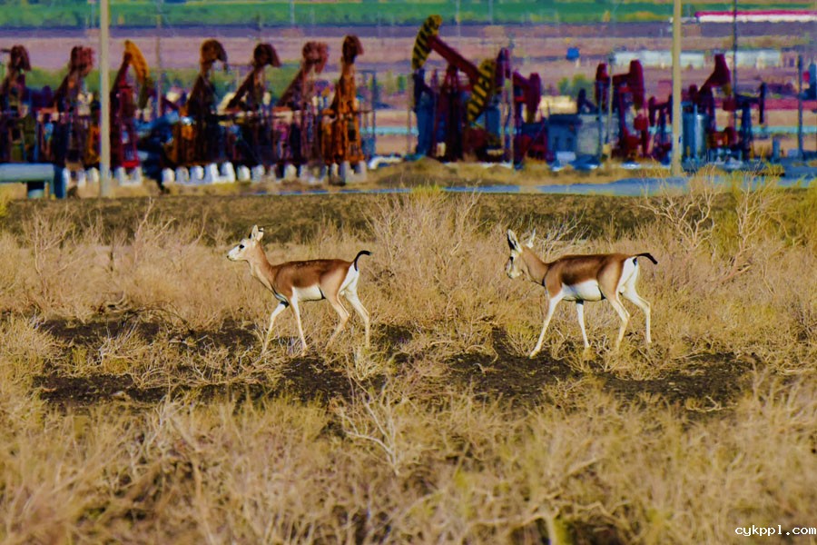 鹅喉羚“安居”新疆油田
