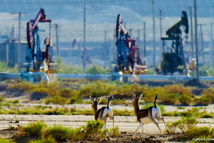 鹅喉羚“安居”新疆油田