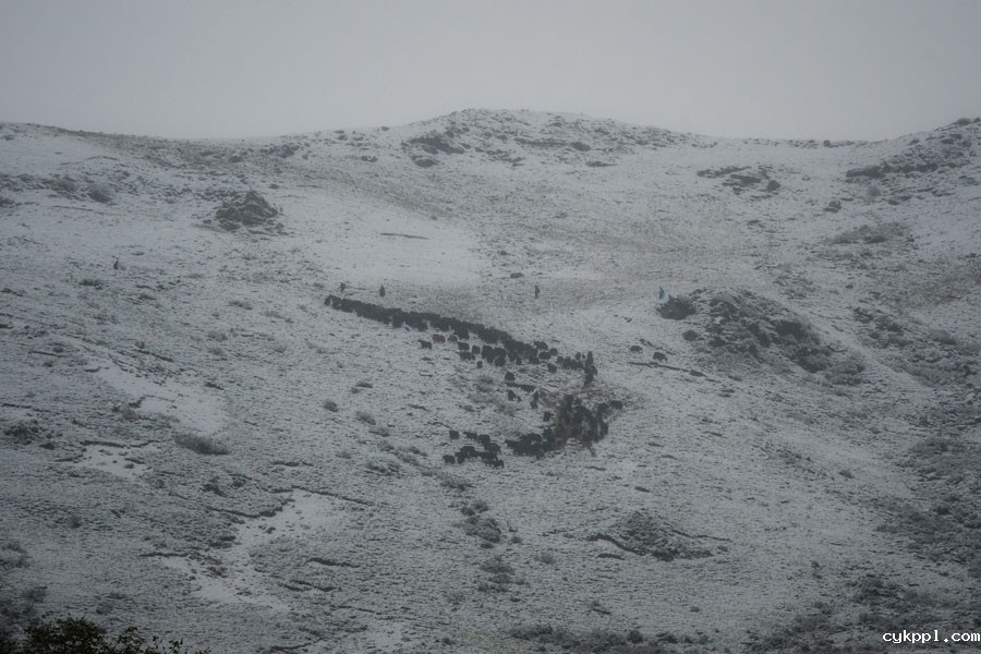 夹金山上“斗”牛 一个藏乡少年的成人礼