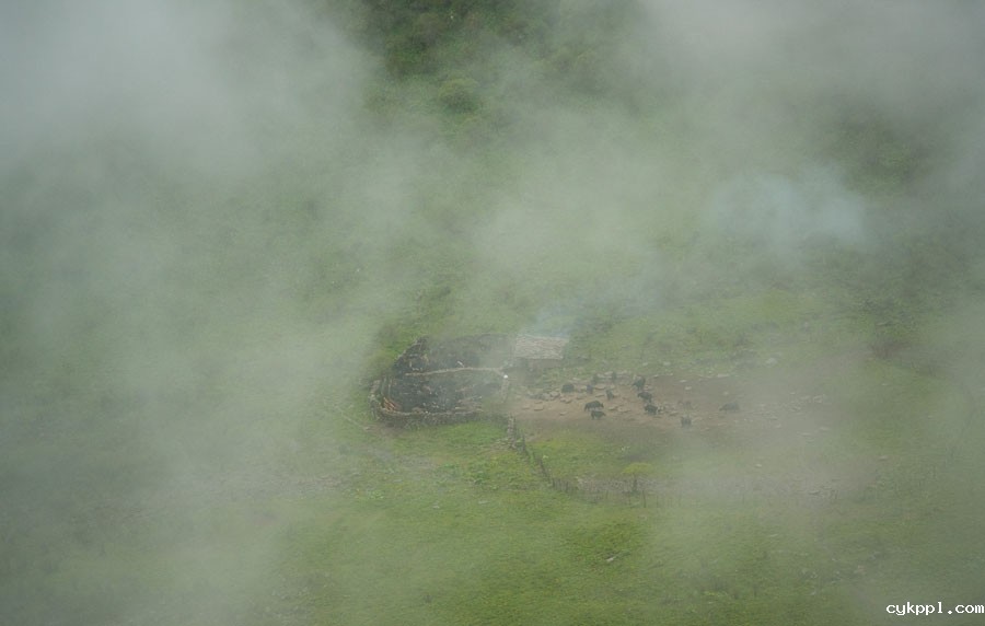 夹金山上“斗”牛 一个藏乡少年的成人礼