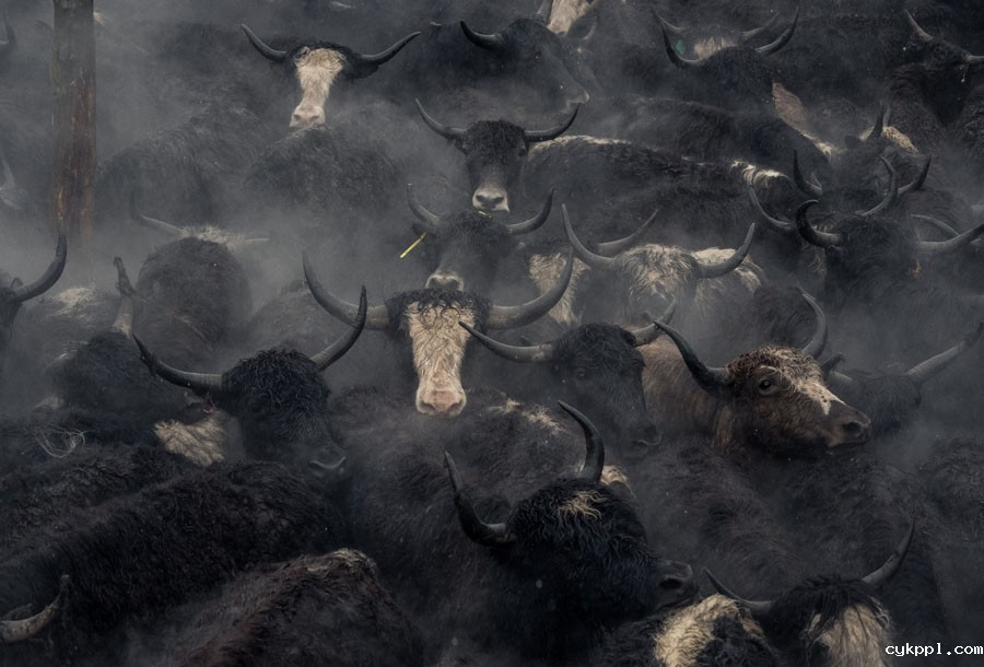 夹金山上“斗”牛 一个藏乡少年的成人礼