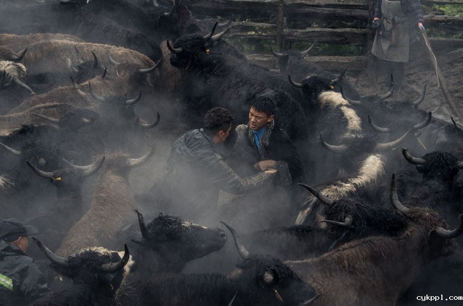 夹金山上“斗”牛 一个藏乡少年的成人礼