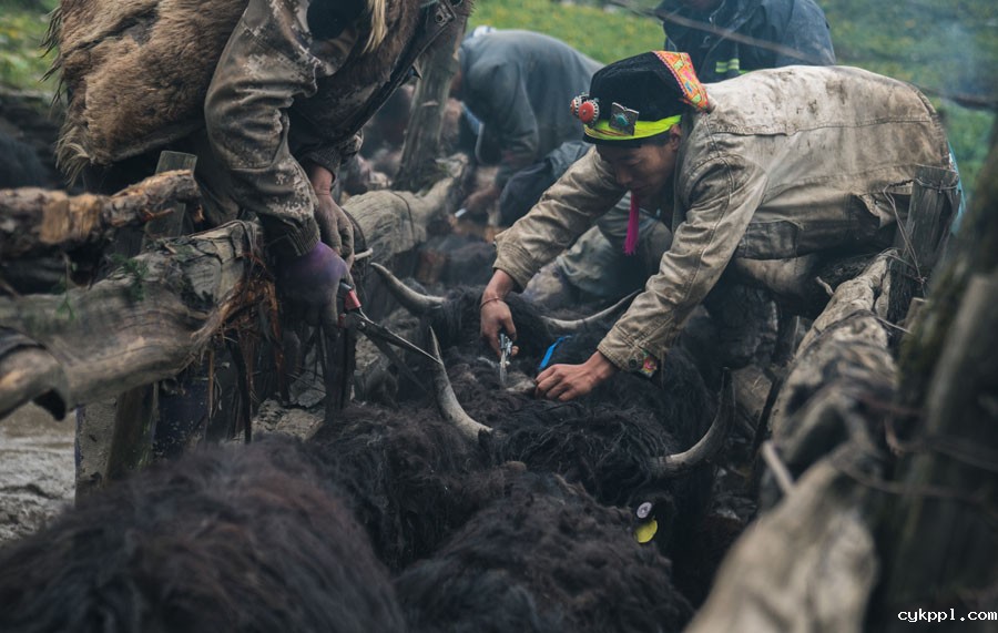 夹金山上“斗”牛 一个藏乡少年的成人礼