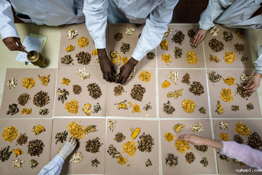 中医,一种跨越国界的热爱 中医,一种跨越国界的热爱