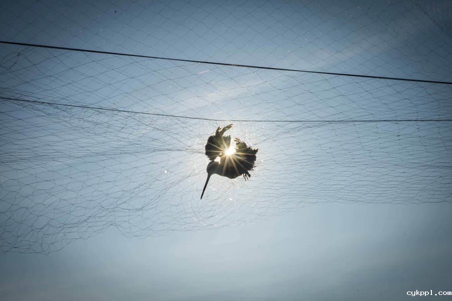 候鸟栖息地竟“长”出连片捕鸟网