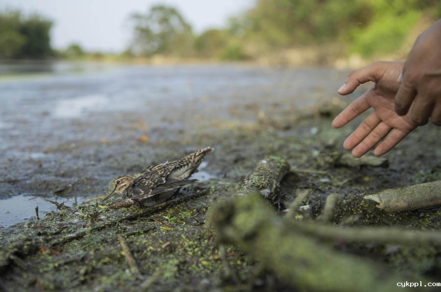 候鸟栖息地竟“长”出连片捕鸟网