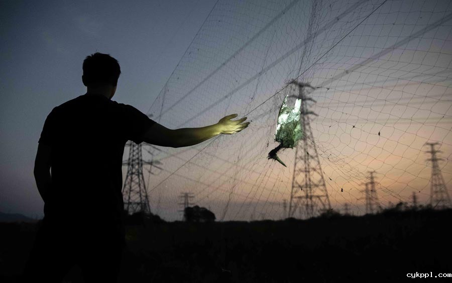 候鸟栖息地竟“长”出连片捕鸟网