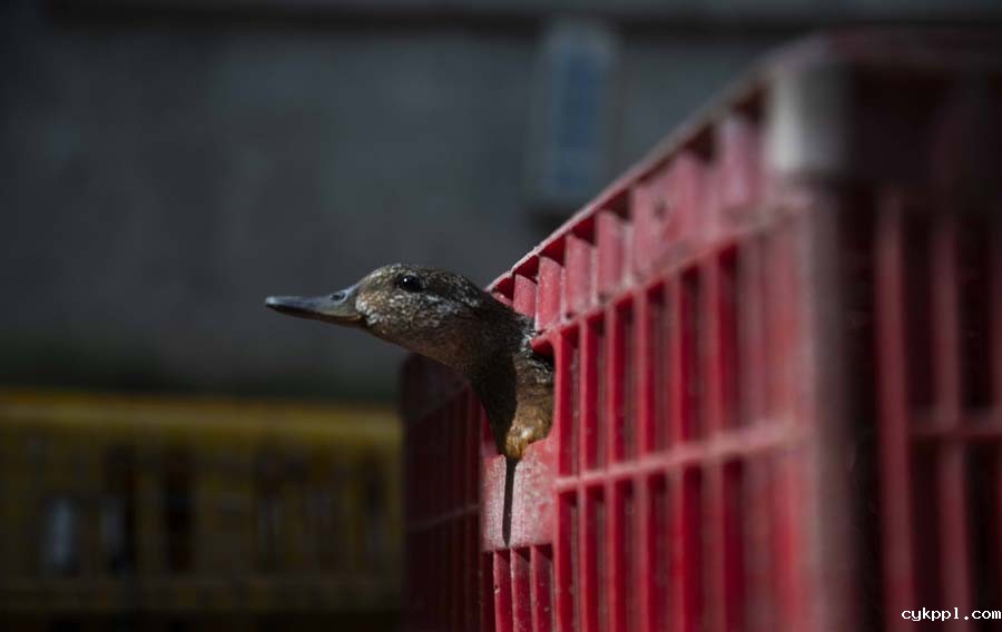 候鸟栖息地竟“长”出连片捕鸟网