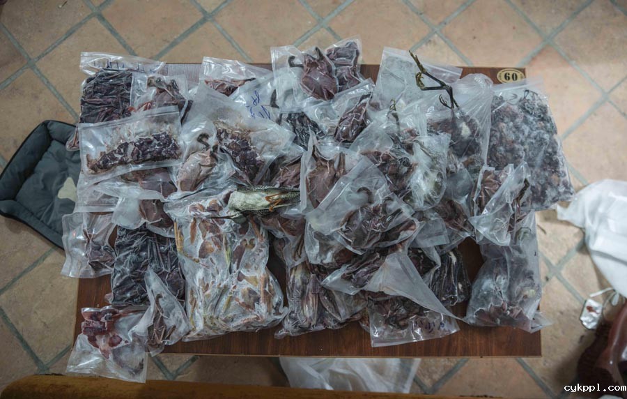 候鸟栖息地竟“长”出连片捕鸟网