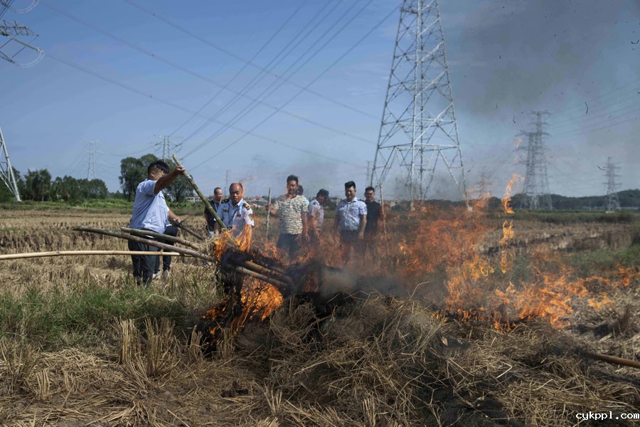 候鸟栖息地竟“长”出连片捕鸟网