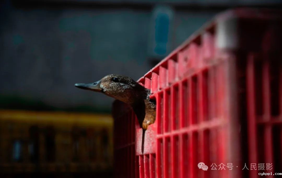 公示｜第33届“萍水相逢 湘东做东”杯人民摄影“金镜头”（2023年度）新闻摄影作品评选揭晓