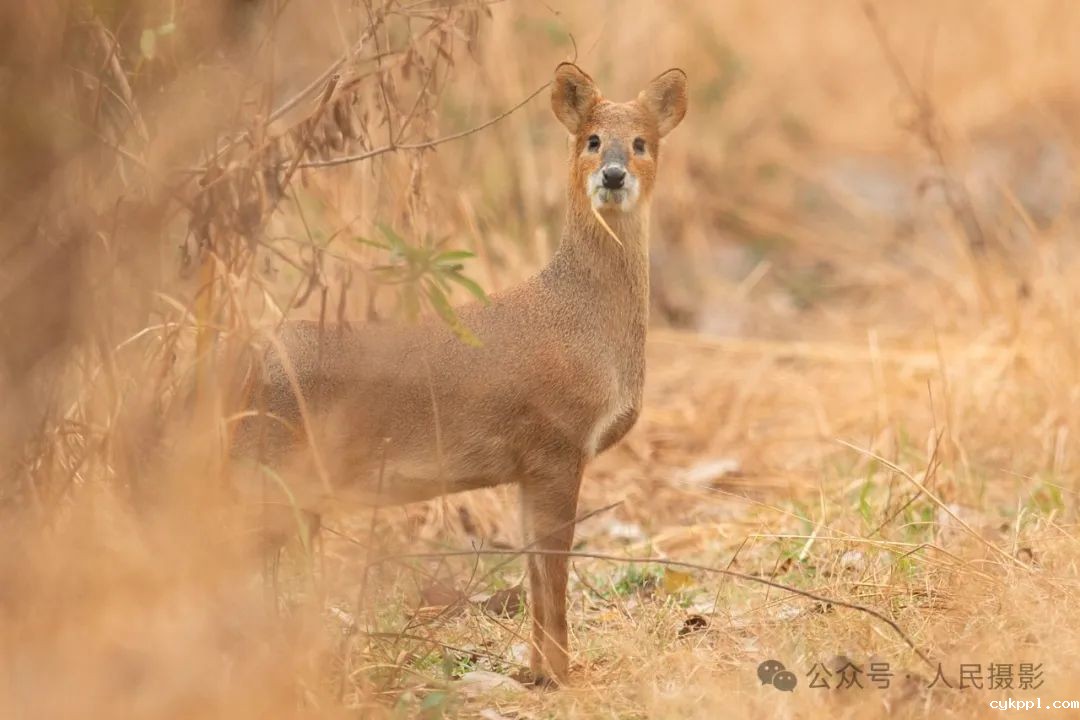 公示｜第33届“萍水相逢 湘东做东”杯人民摄影“金镜头”（2023年度）新闻摄影作品评选揭晓