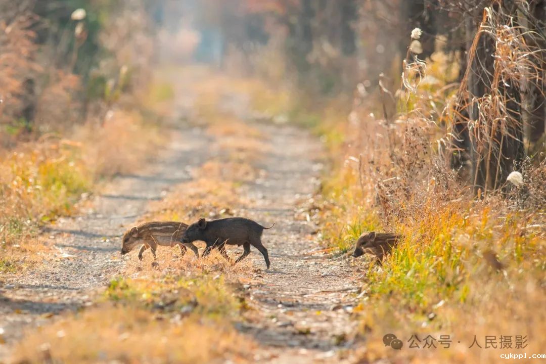 公示｜第33届“萍水相逢 湘东做东”杯人民摄影“金镜头”（2023年度）新闻摄影作品评选揭晓