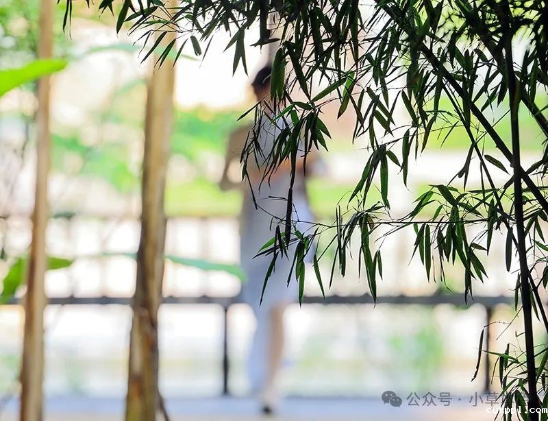 兰红光：我的2024年度照片