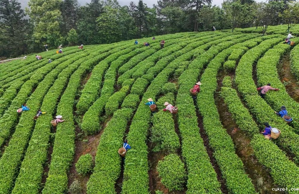 图集｜川渝摄影名家、记者走进綦江作品选登