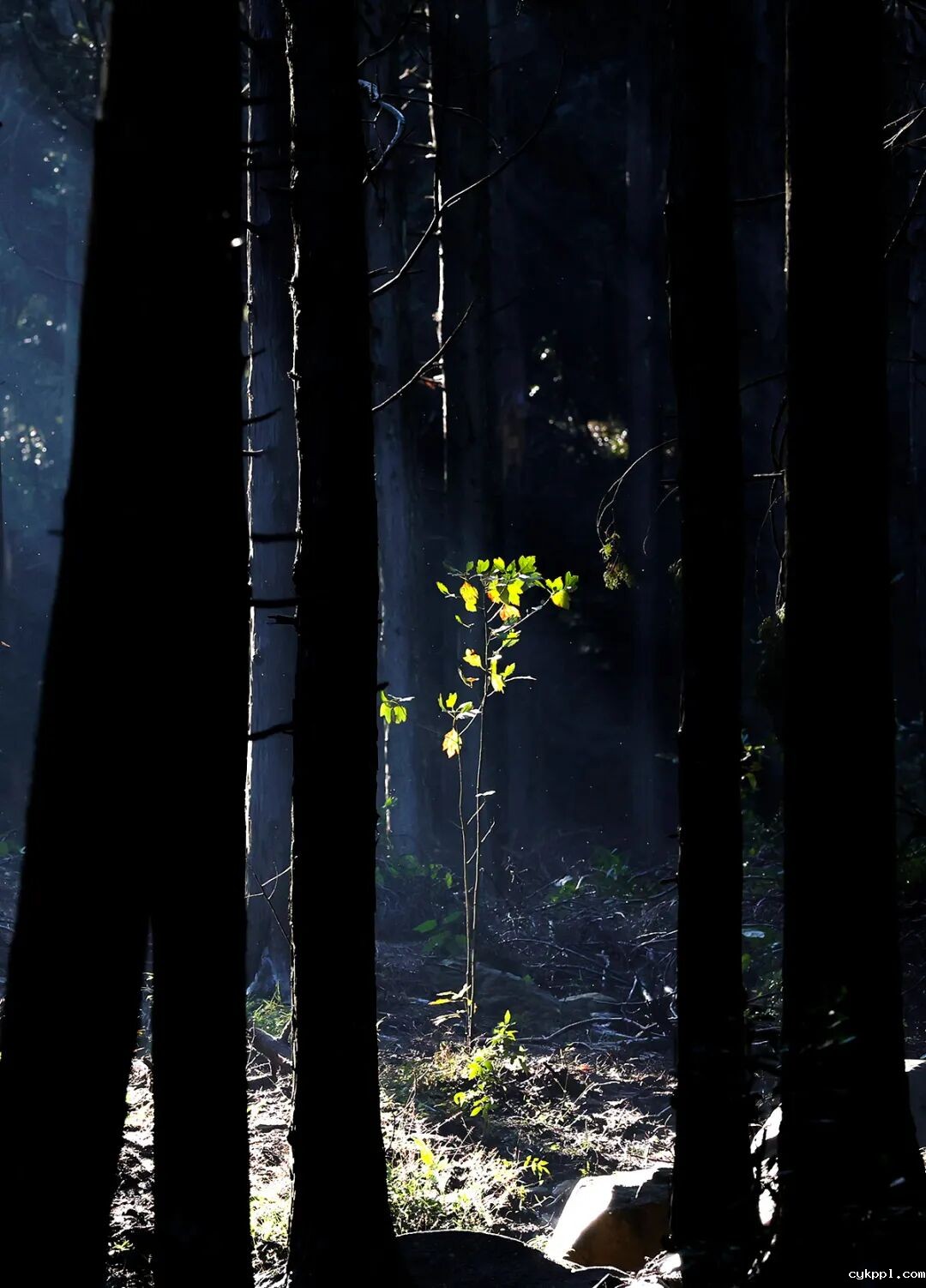 这里是庐山！文脉悠长 烟火气浓