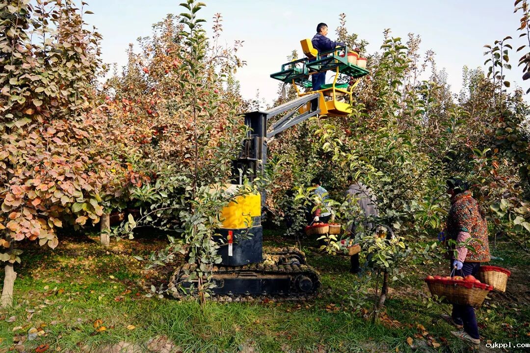 走进新疆阿拉尔，看昔日荒漠变绿洲的生态发展奇迹