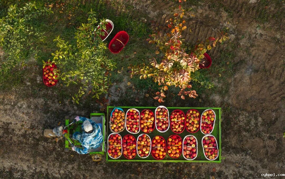 走进新疆阿拉尔，看昔日荒漠变绿洲的生态发展奇迹