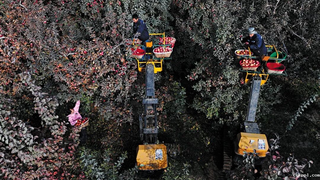 走进新疆阿拉尔，看昔日荒漠变绿洲的生态发展奇迹