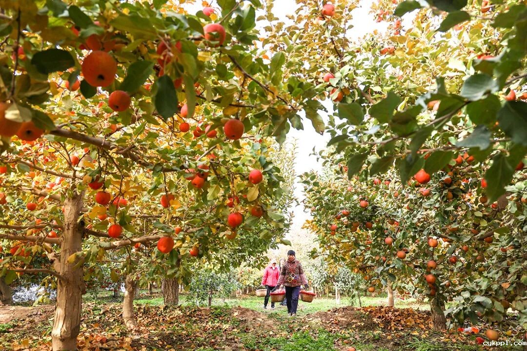 走进新疆阿拉尔，看昔日荒漠变绿洲的生态发展奇迹