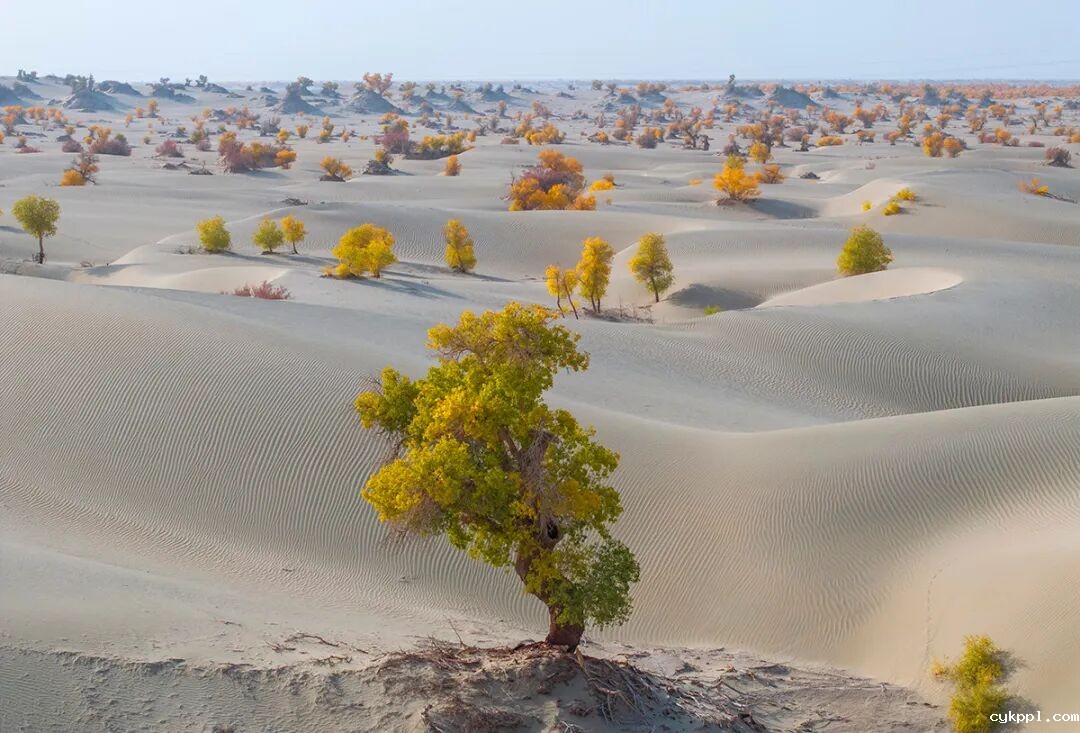 走进新疆阿拉尔，看昔日荒漠变绿洲的生态发展奇迹