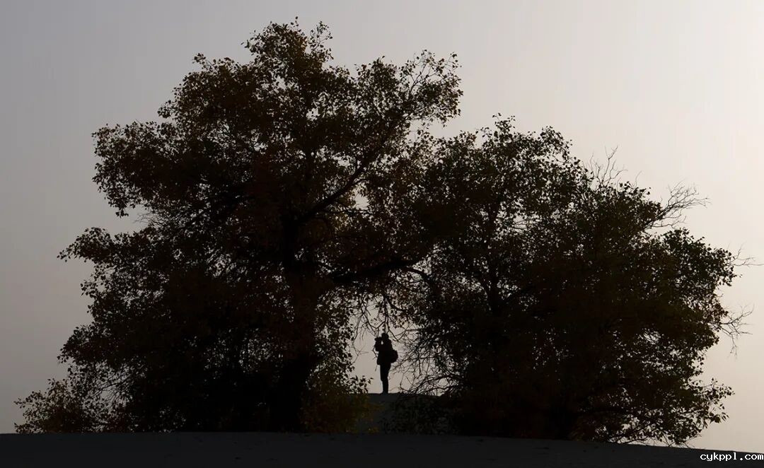 走进新疆阿拉尔，看昔日荒漠变绿洲的生态发展奇迹