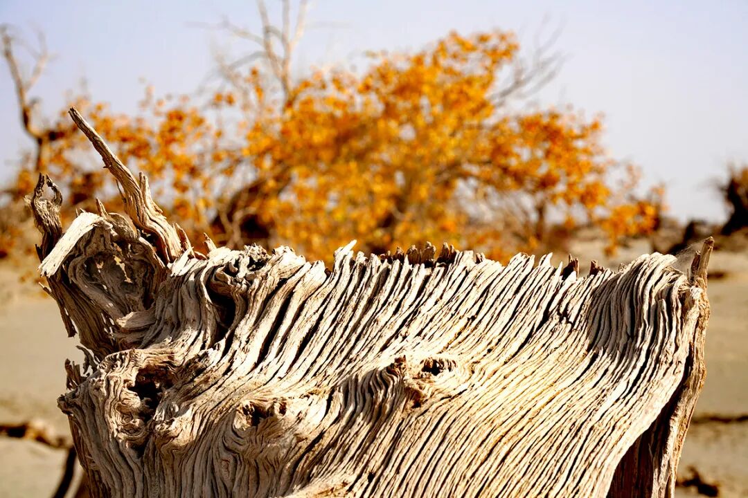 走进新疆阿拉尔，看昔日荒漠变绿洲的生态发展奇迹