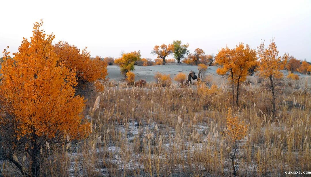 走进新疆阿拉尔，看昔日荒漠变绿洲的生态发展奇迹