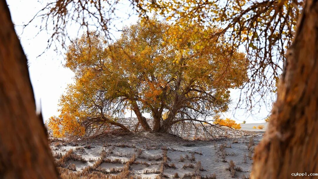 走进新疆阿拉尔，看昔日荒漠变绿洲的生态发展奇迹