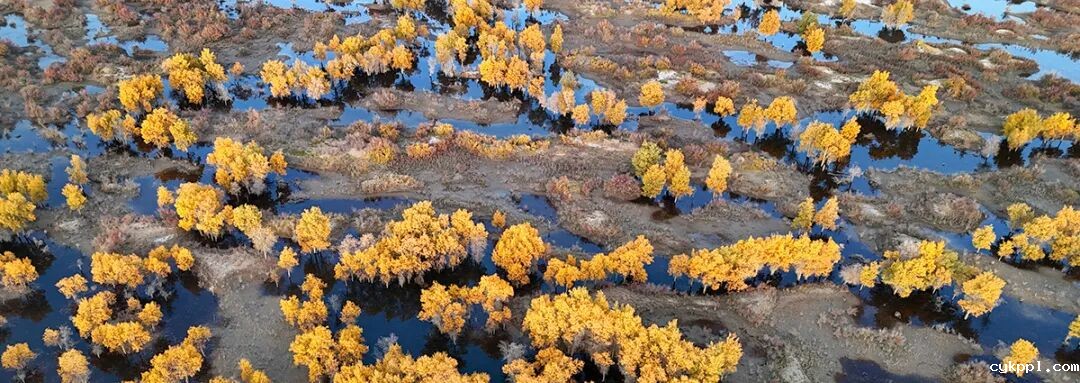 走进新疆阿拉尔，看昔日荒漠变绿洲的生态发展奇迹