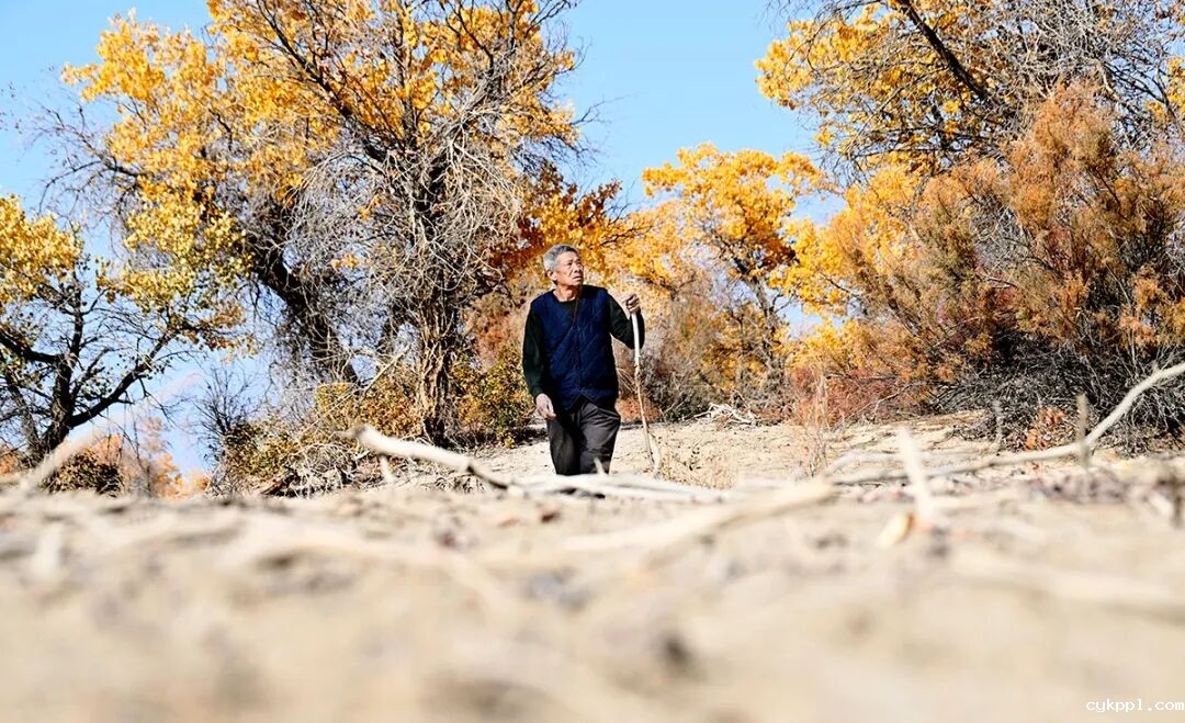 走进新疆阿拉尔，看昔日荒漠变绿洲的生态发展奇迹