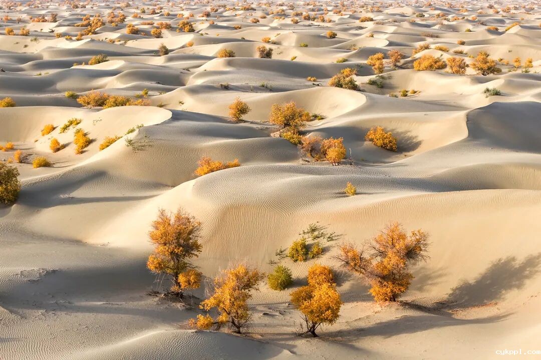 走进新疆阿拉尔，看昔日荒漠变绿洲的生态发展奇迹